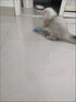 Smart Interactive Rolling Ball for Cats – Electronic Indoor Toy