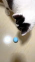 Smart Interactive Rolling Ball for Cats – Electronic Indoor Toy
